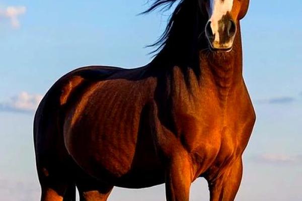 1954年属马今年运势_1954年属马今年运势怎么样 1954年属马今年运势_1954年属马今年运势怎么样