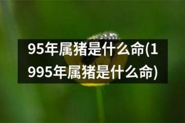 95年属猪最佳婚配属相_95年属猪最佳婚配属相是什么属相 95年属猪最佳婚配属相_95年属猪最佳婚配属相是什么属相