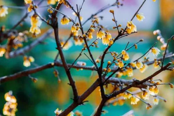 “寒冬腊月”打一个生肖动物，寒冬腊月打一准确生肖和数字答案解释释义落实