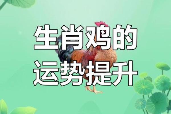 今日属鸡运势解析财运事业感情全揭秘
