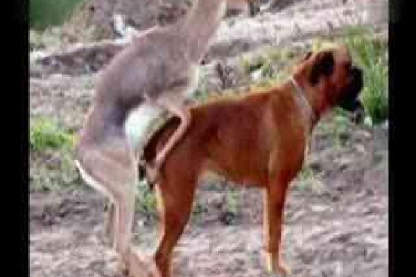 属狗和属狗的适合做夫妻吗_属狗和属狗的夫妻配对缘分天注定还是性格相冲 属狗和属狗的适合做夫妻吗_属狗和属狗的夫妻配对缘分天注定还是性格相冲