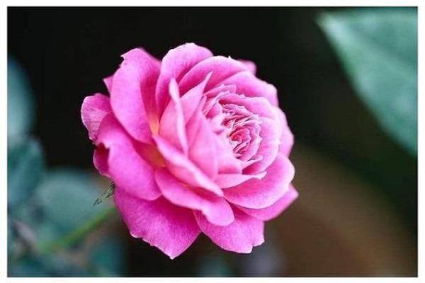 “街坊邻居”打一最佳准确生肖，街坊邻居是什么生肖答案解释释义落实