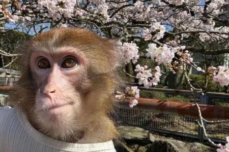 走马观花打一生肖