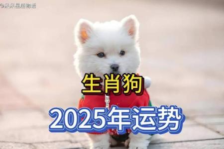 94年属狗人2025年全年运势 2025年属狗人全年运势详解94年出生者必看