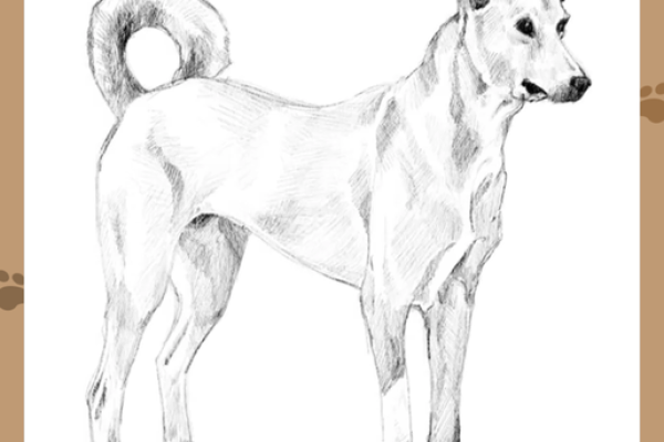 五花八门是什么生肖(五花八门是什么生肖动物360问答)