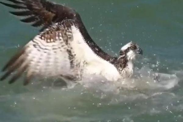 刻鹄不成是什么生肖(刻鹄不成是什么生肖动物)