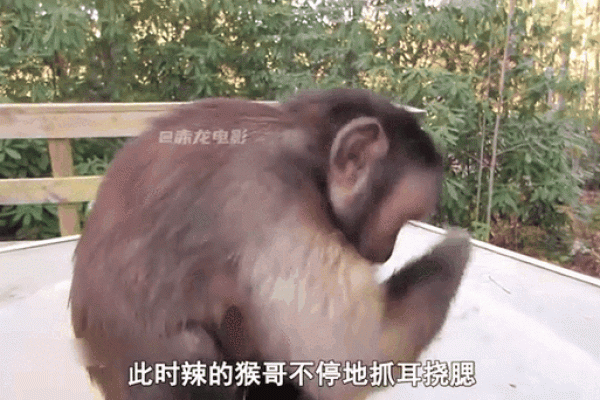 “抓耳挠腮”打一个生肖动物,抓耳挠腮的动物打一正确生肖答案解释释义落实 “抓耳挠腮”打一个生肖动物,抓耳挠腮的动物打一正确生肖答案解释释义落实