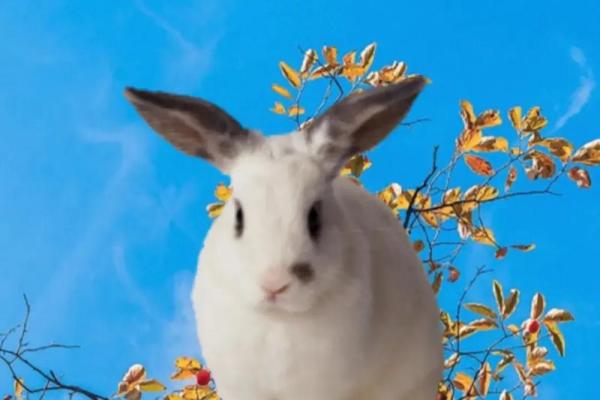 兔几点出生最好命运 最有福的出生时间