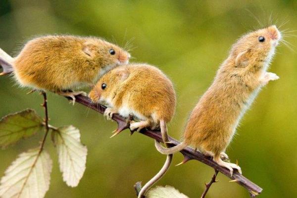 “火烧眉毛”打一正确的生肖，火烧眉毛打一个生肖答案解释释义落实