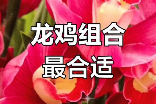 属鸡和属龙的婚配怎么样_属鸡和属龙的婚配解析缘分与挑战并存
