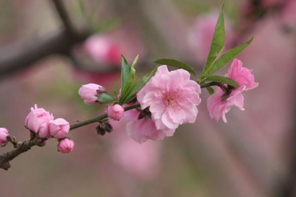 “桃花流水二挥去”是什么生肖，桃花流水是什么生肖答案解释释义落实
