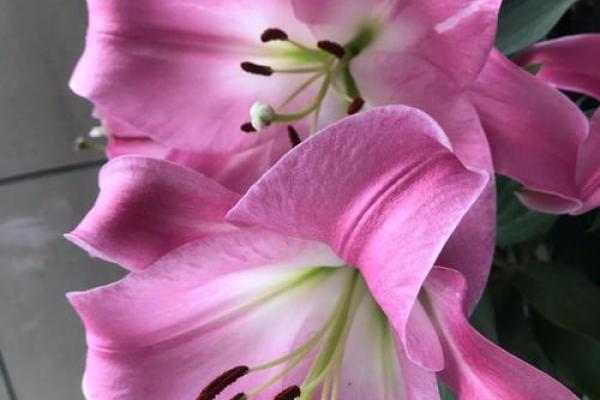 “落花媒人”打一正确的生肖，落花媒人指什么生肖答案解释释义落实