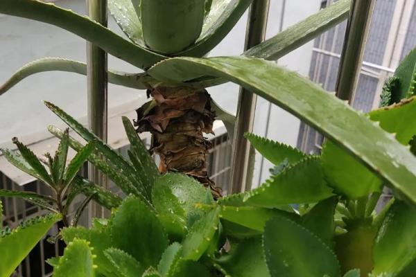 落地生根打一个生肖(落地生根是什么生肖正确答案)