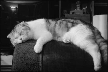 徒劳无功的生肖