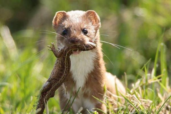 男人梦见黄鼠狼是什么预兆 男人梦见黄鼠狼是什么预兆