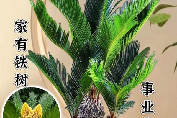 铁树本期开金花是什么生肖