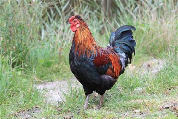 2005属鸡男和什么属相最配_2005属鸡男的婚姻和命运