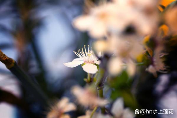 “神魂荡扬”指什么生肖，神魂荡扬是什么生肖答案解释释义落实