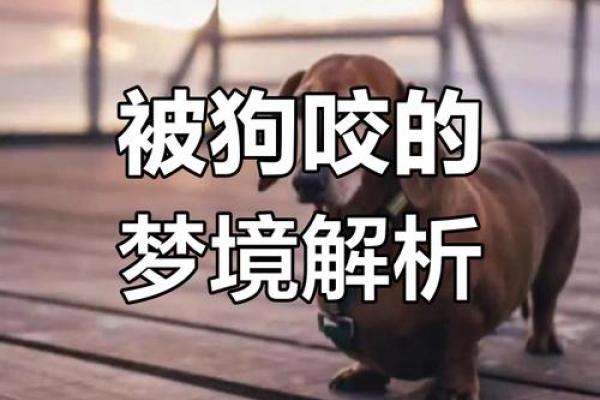 梦见狗要咬我但没咬着