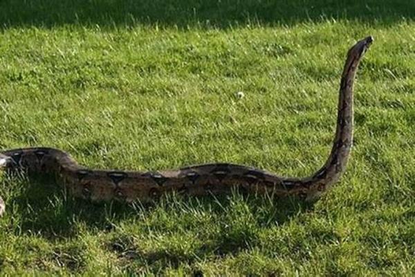 男人梦见蛇财运好不好