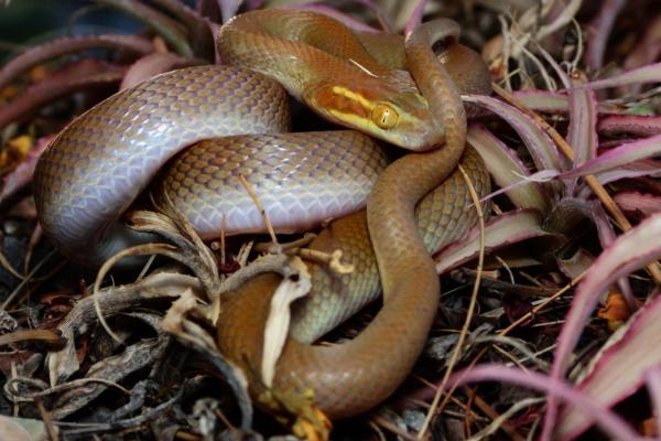 周公解梦梦到蛇