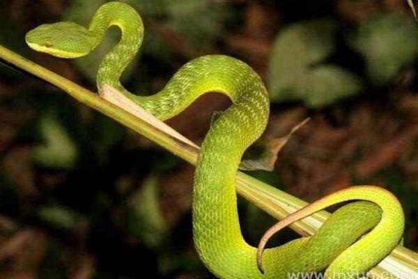 梦到蛇是什么征兆 女性周公解梦