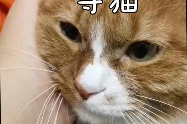 梦见猫咪 梦见猫咪