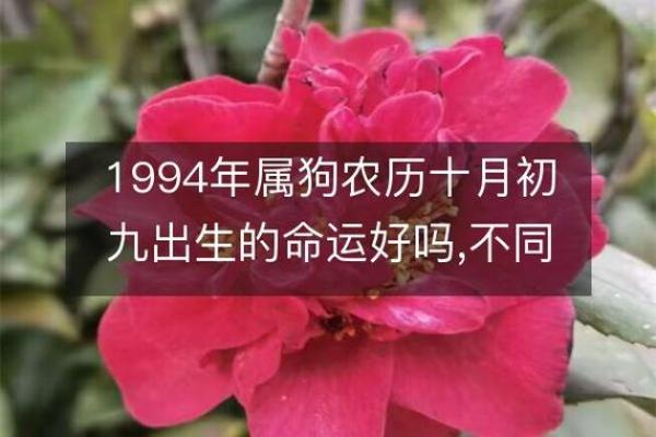 1994年狗是什么命 五行属什么_1994年狗的五行属什么