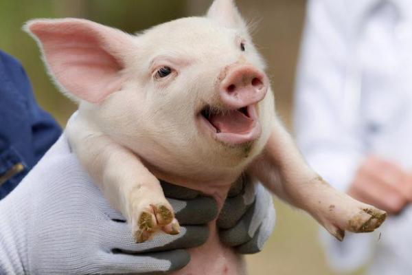 梦见白猪是什么征兆 梦见白猪是什么征兆