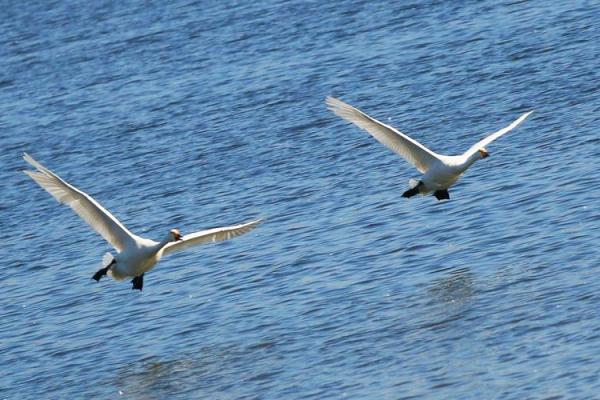 白云朵朵鸟飞来是什么生肖