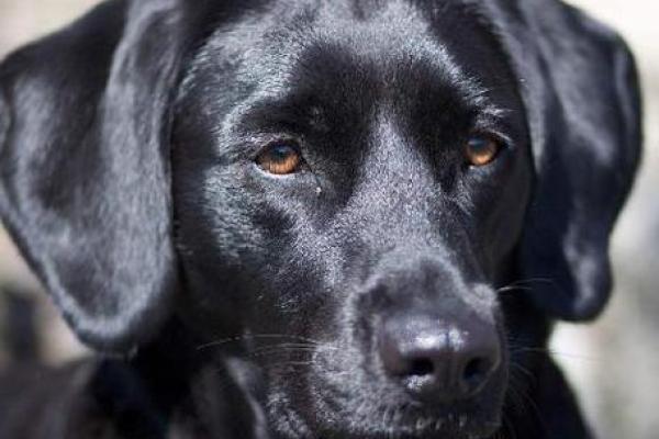 梦见大狗很吓人但没咬我 梦见大狗很吓人但没咬我