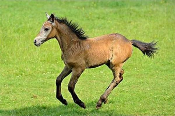 1966年属马人运势_1966年属马的运势怎么样 1966年属马人运势_1966年属马的运势怎么样