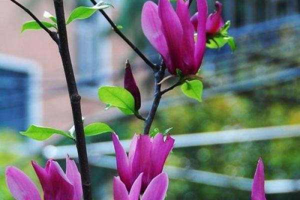 落花流水打一个生肖(落花流水打一生肖正确答案) 落花流水打一个生肖(落花流水打一生肖正确答案)