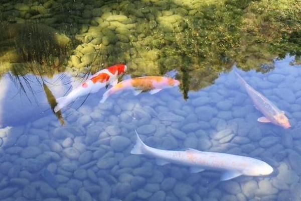 已婚女人梦见好多鱼在水里游