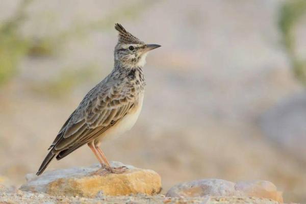 木已成舟是什么动物