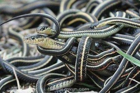 女人梦见好多的蛇预示着什么