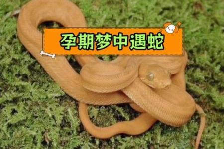 梦见被大蛇咬是什么征兆