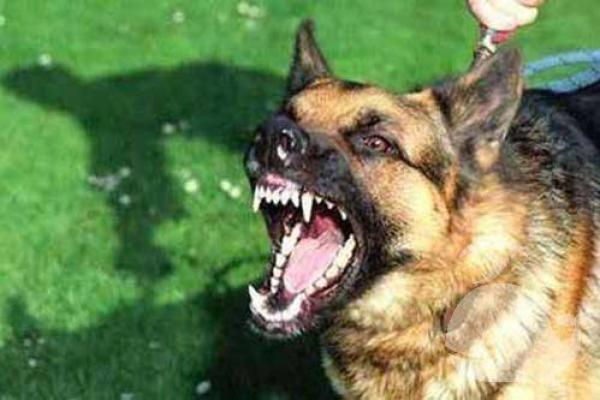 男人梦见狗咬是什么预兆