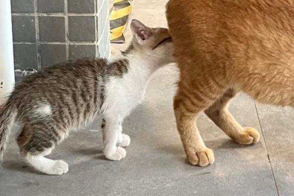 梦见小猫咪是什么征兆