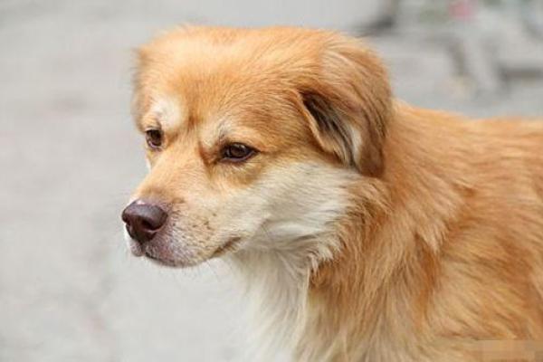 82年属狗女今日运势 1982年女狗今日