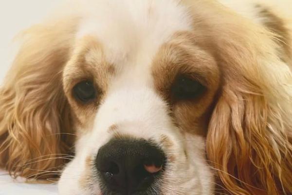 “唯唯绸否”打一准确动物生肖，唯唯绸否是什么生肖答案解释释义落实