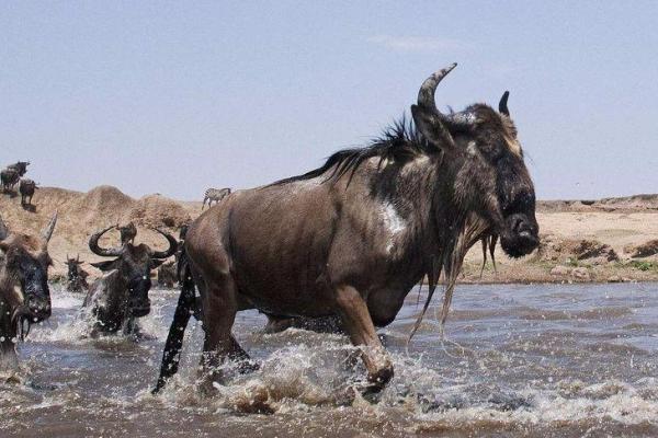 “赶尽杀绝”打一准确动物生肖，赶尽杀绝代表什么动物答案解释释义落实