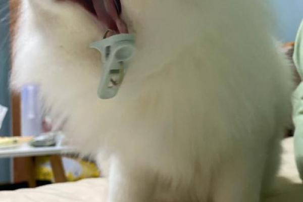 “灰不喇唧”是代表哪个生肖，灰不喇唧答案解释释义落实