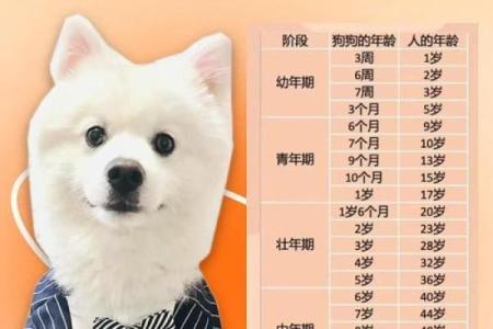 2025属狗多少岁了 2025年属狗人年龄详解你几岁了