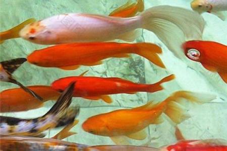 男人梦见鱼是什么征兆