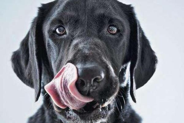 女人梦见黑狗什么预兆