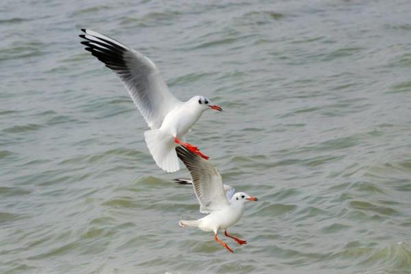 千姿百态是指什么生肖动物(千姿百态是指什么生肖动物)