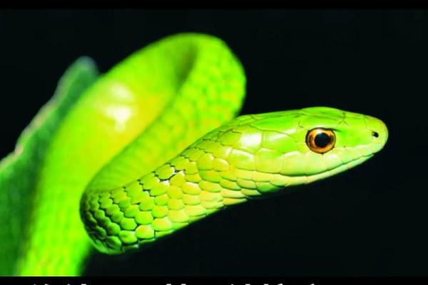 女人梦见被蛇咬出血预示着什么