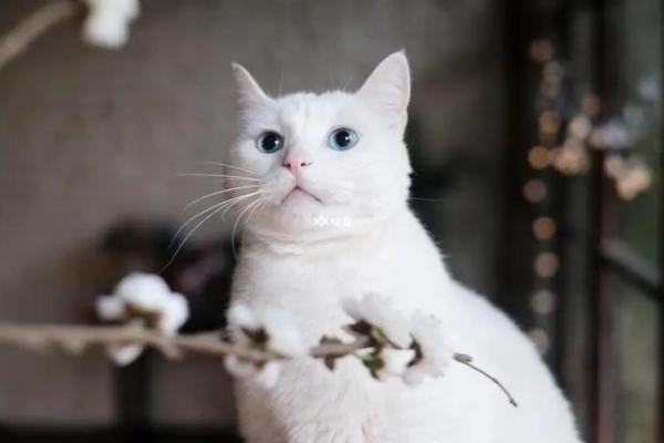 女人梦见猫周公解梦 女人梦见猫周公解梦