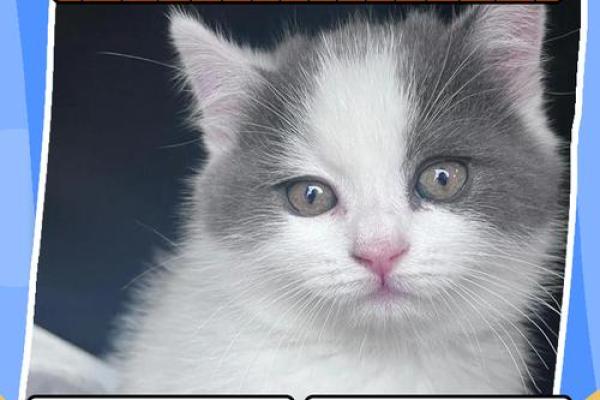 女人梦见猫周公解梦 女人梦见猫周公解梦